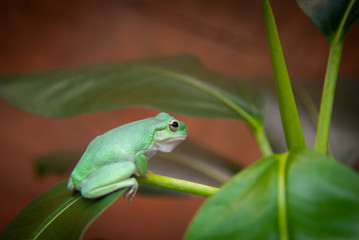 Quiet green frog with blue tinted skin sitting on a ficus leaf on soft reddish brown background