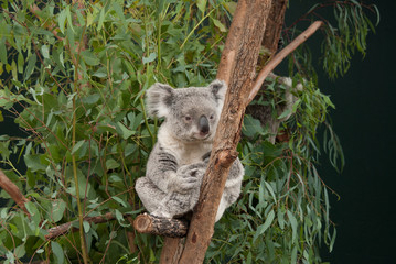 Fototapeta premium Cute and funny just woken koala sitting on eucalyptus tree portrait