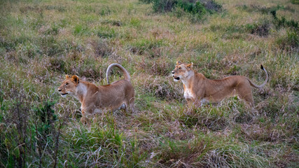 Female Lions Grazing