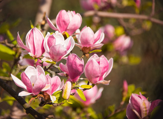 Beautiful pink and white blossoms of magnolia tree - closeup