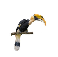 Hornbill on a branch On a white background