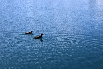 Naklejka premium swimming in lake