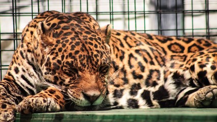 jaguar in cage