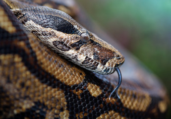 Boa constrictor portrait close up