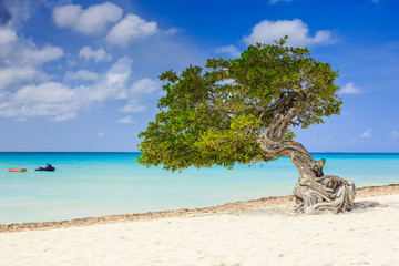 Aruba, Netherlands Antilles. Divi divi tree on the beach.