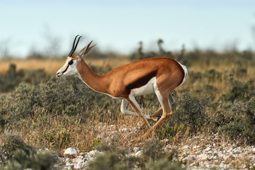 Jeune springbok marchant dans la savane.