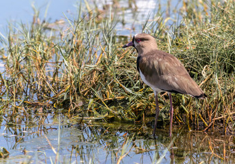 Caribbean bird on the lake coast
