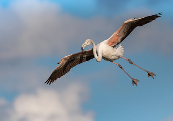  Greater Flamingo Phoenicopterus roseus flamenco rosa