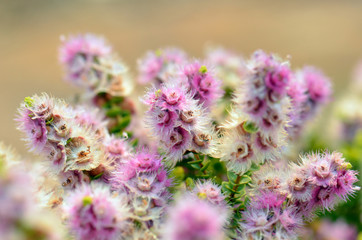 Pink, white, cream and purple flowers of the Western Australian native Spiked Featherflower, Verticordia spicata, family Myrtaceae. Endemic to Geraldton Sandplains region, South-West province of WA