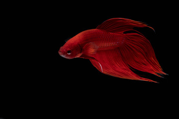 Moving moment of red Vailtail Siamese fighting fish or Betta splendens isolated on Black background