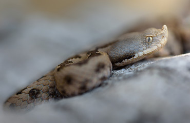 Lataste viper vibora hocicuda Vipera latastei