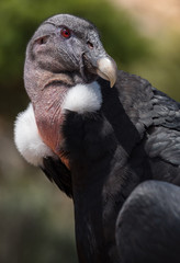Andean condor Vultur gryphus cóndor andino portrait retrato