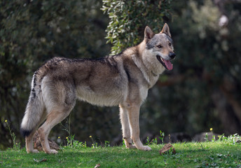 Naklejka na ściany i meble Portrait of a Czechoslovakian Wolfdog