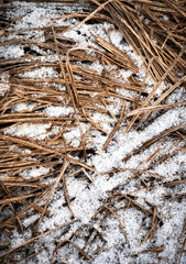 dry grass sprinkled with snow