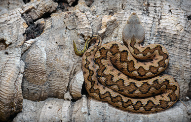 Lataste viper Vipera latastei snake serpiente víbora