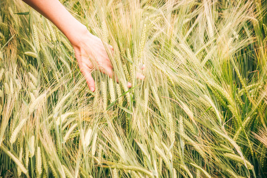 A slim womans hand running through growing cereal grain grass (rye, wheat, barley or triticale species)