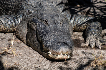 Obraz premium Meerkat