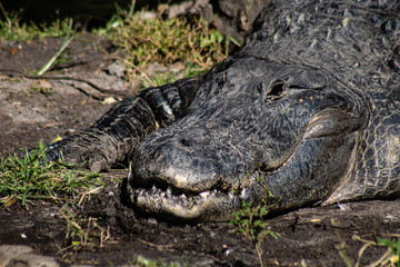 American alligator