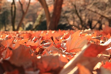 落ち葉一面