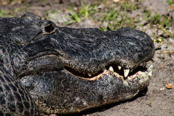 American alligator