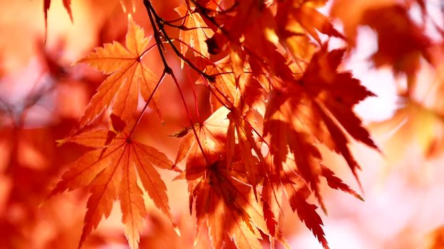 日本の秋の紅葉