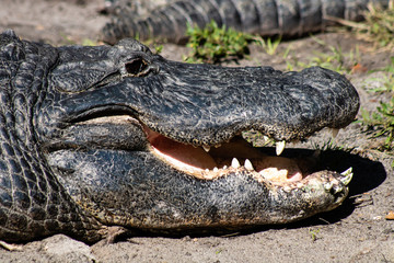 American alligator