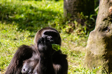 Gorilla