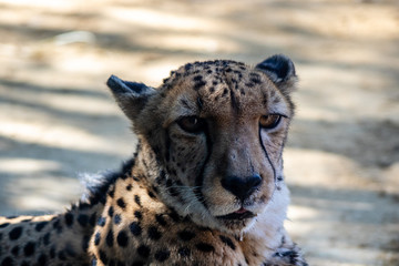 Cheetah