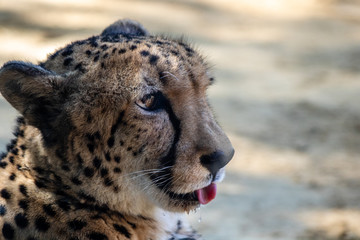 Cheetah