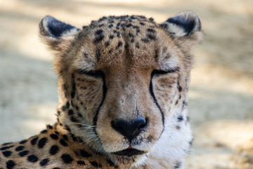 Cheetah