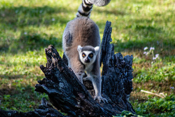 Ring tailed lemur