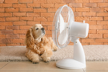 Fototapeta Cute dog and electric fan near brick wall obraz