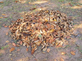 A pile of dry leaves in the autumn on the ground On the background of dry leaves there is sunshine in the dry season.