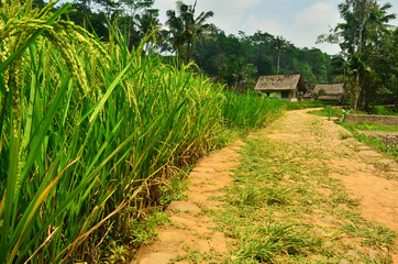 green rice field with rural road