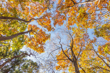 美しく紅葉した木