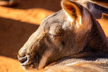 Fototapeta premium Kangaroo