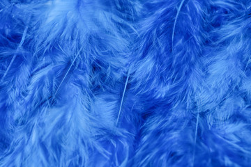 Texture of blue feathers, closeup