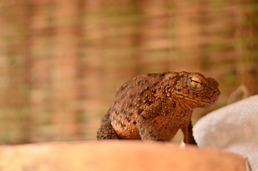 frog on a stone want to jump