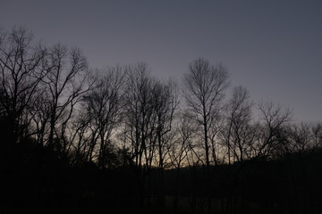 Fototapeta na wymiar trees after sundown, December