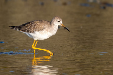 Greater yellowlegs searches the shallow water for food