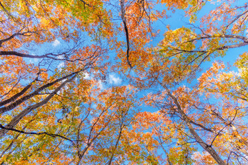 美しく紅葉した木