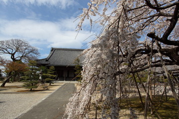 境内の枝垂桜