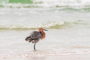 Reddish egret fluffing his feathers along the shoreline of the Gulf of Mexico