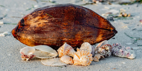 Shells on the beach  - with brown tree pod 