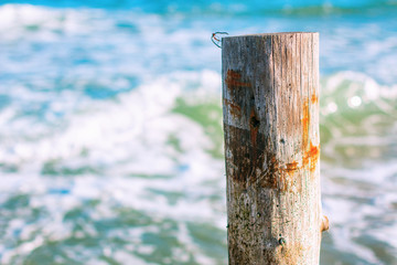 wooden log in the sea 