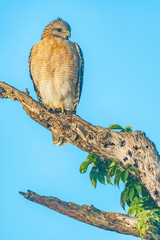Red shouldered hawk sits perched on a dead tree - Florida, USA