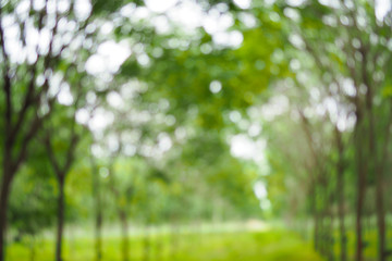 Abstract green bokeh out of focus background from tree in nature