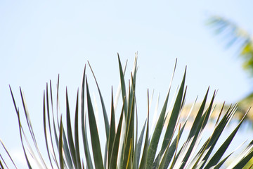 Plantas