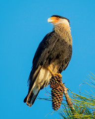 Cara cara perched in a pine tree