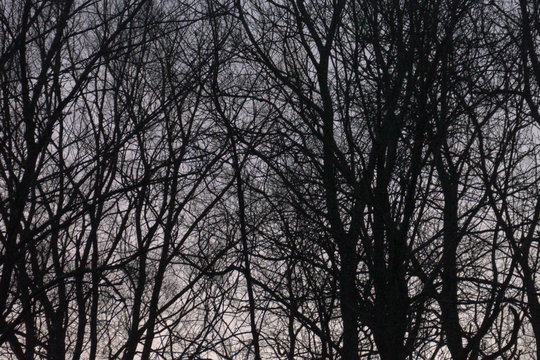 December trees at twilight
